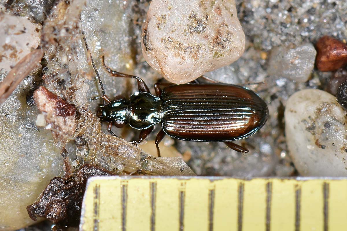 Carabidae: Bembidion fasciolatum?